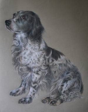 Portrait of a dog, called a Friese Stabij. Pencil on paper by Els Vink.
